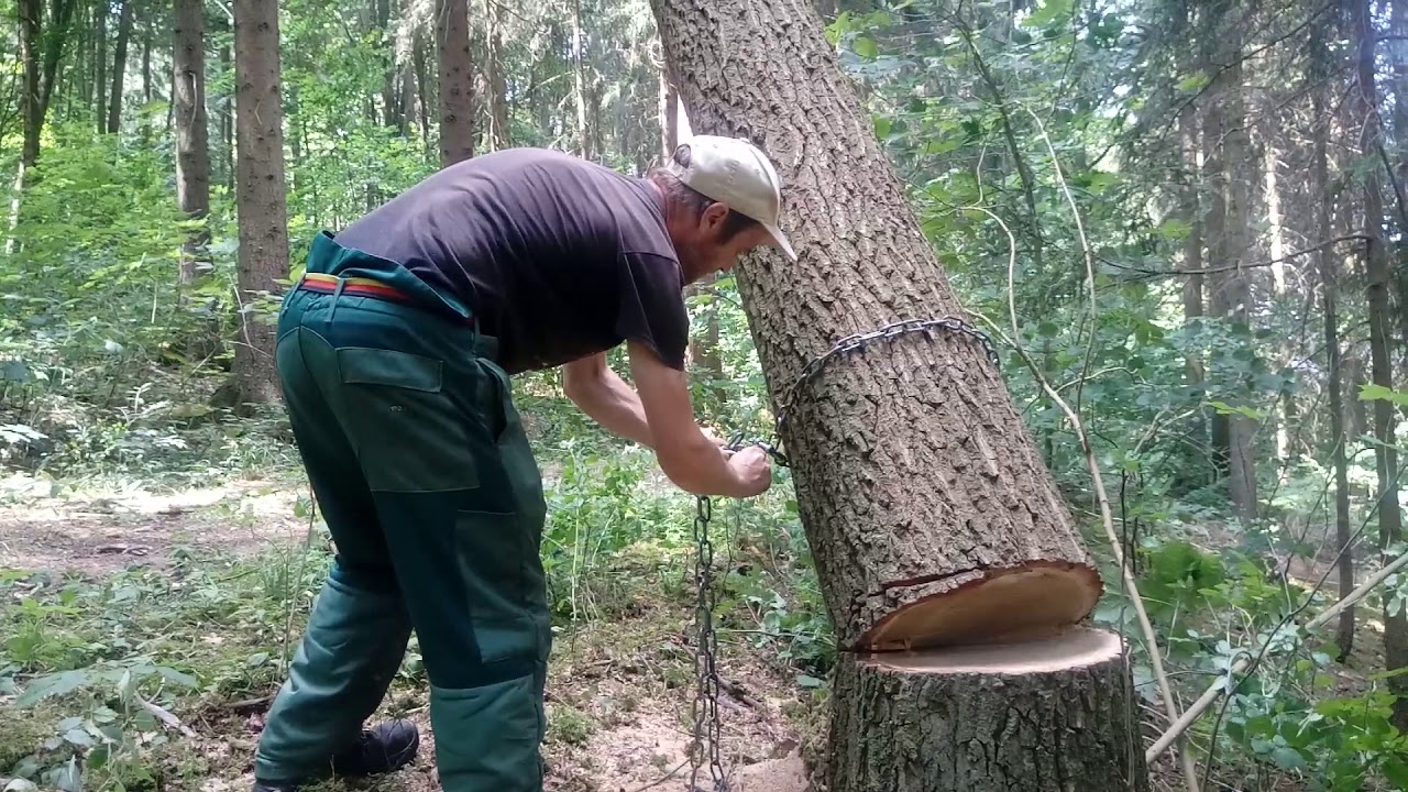 Gt124 versucht Baum zu ziehen