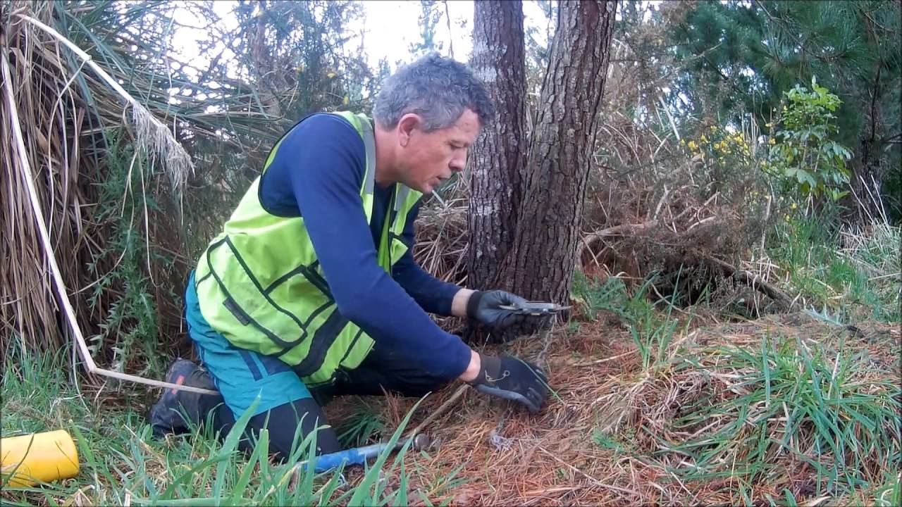 How to do Possum Trapping in NZ