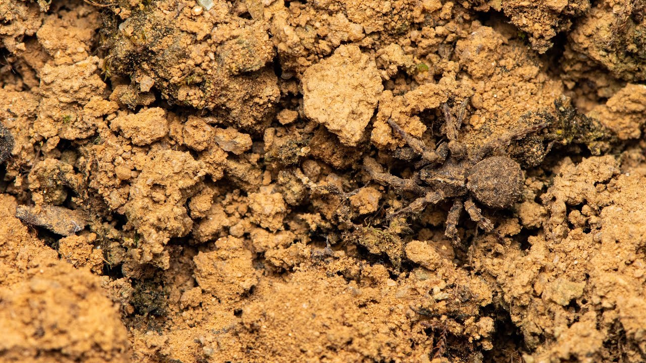 Cryptothele | Soil-dwelling spider
