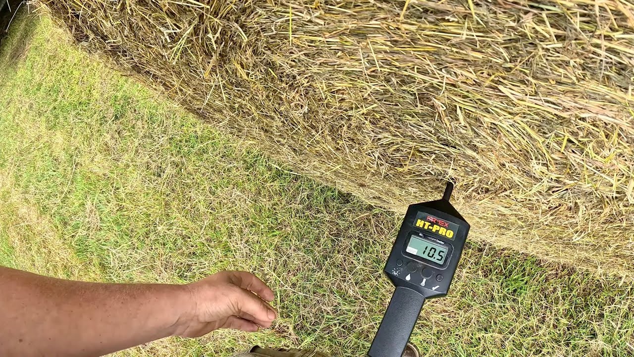We Clear Up Some Cow Hay!