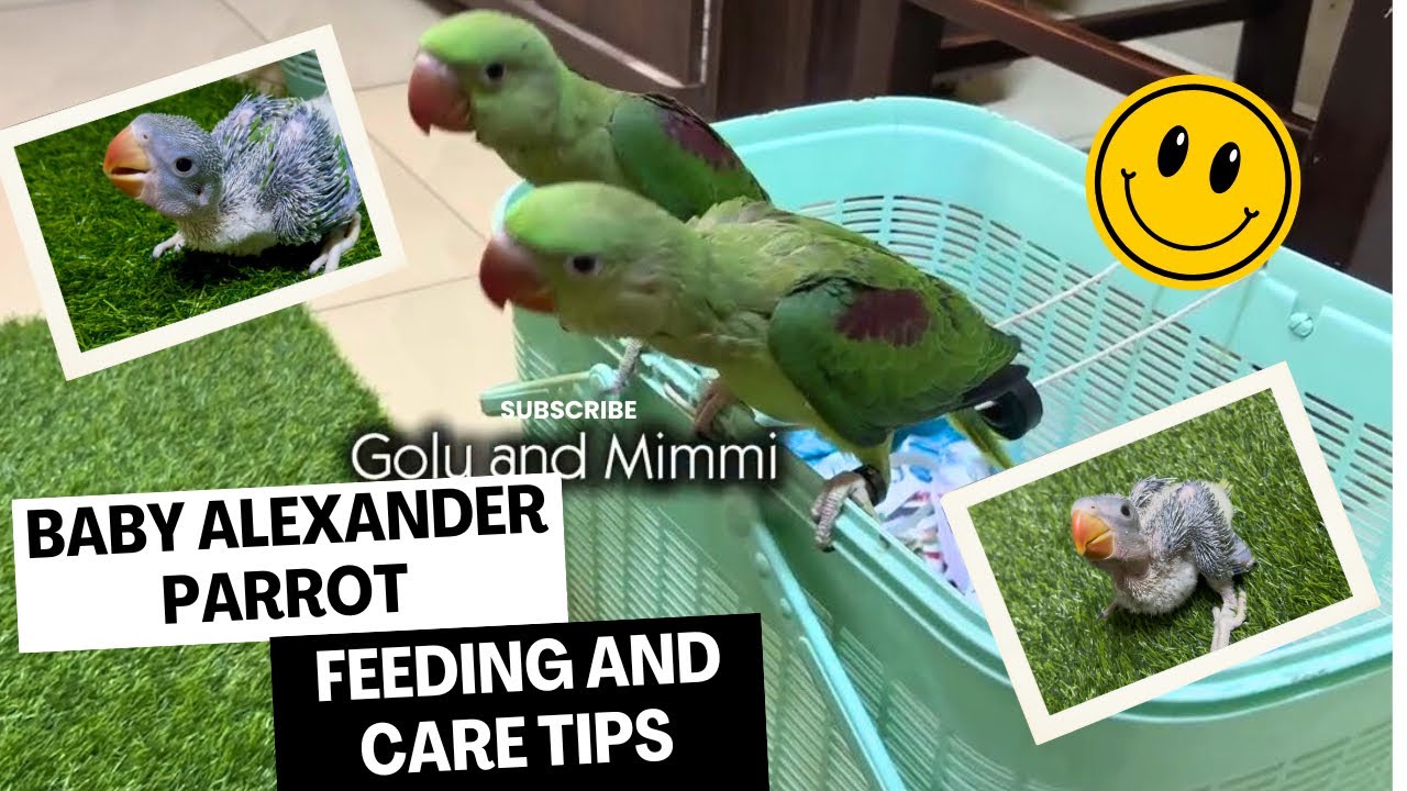 Alexander Parrot Baby feeding & Care Tips @GoluAndMimmi #babyparrot #rawparrot 