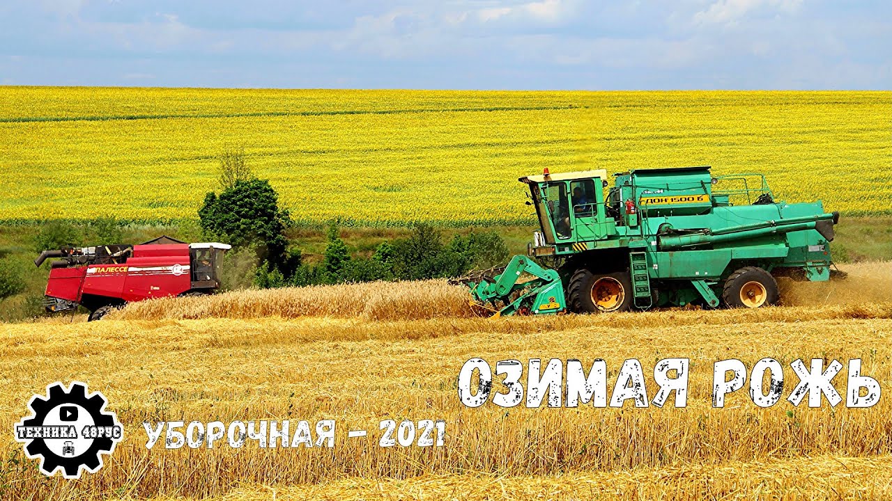 Озимая рожь. Почему-то очень редкая культура сейчас в Липецкой области. Комбайны Дон-1500Б и другие