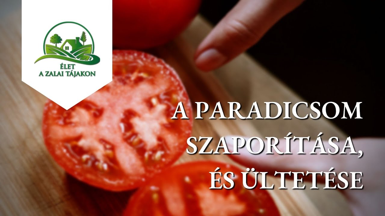 Paradicsom ültetése és termesztése