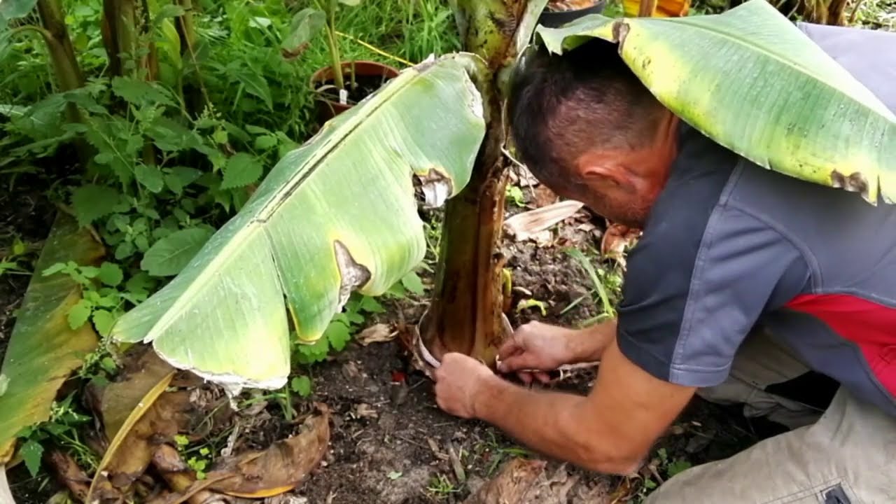 Banan musa acuminata dwarf cavendish przesadzanie