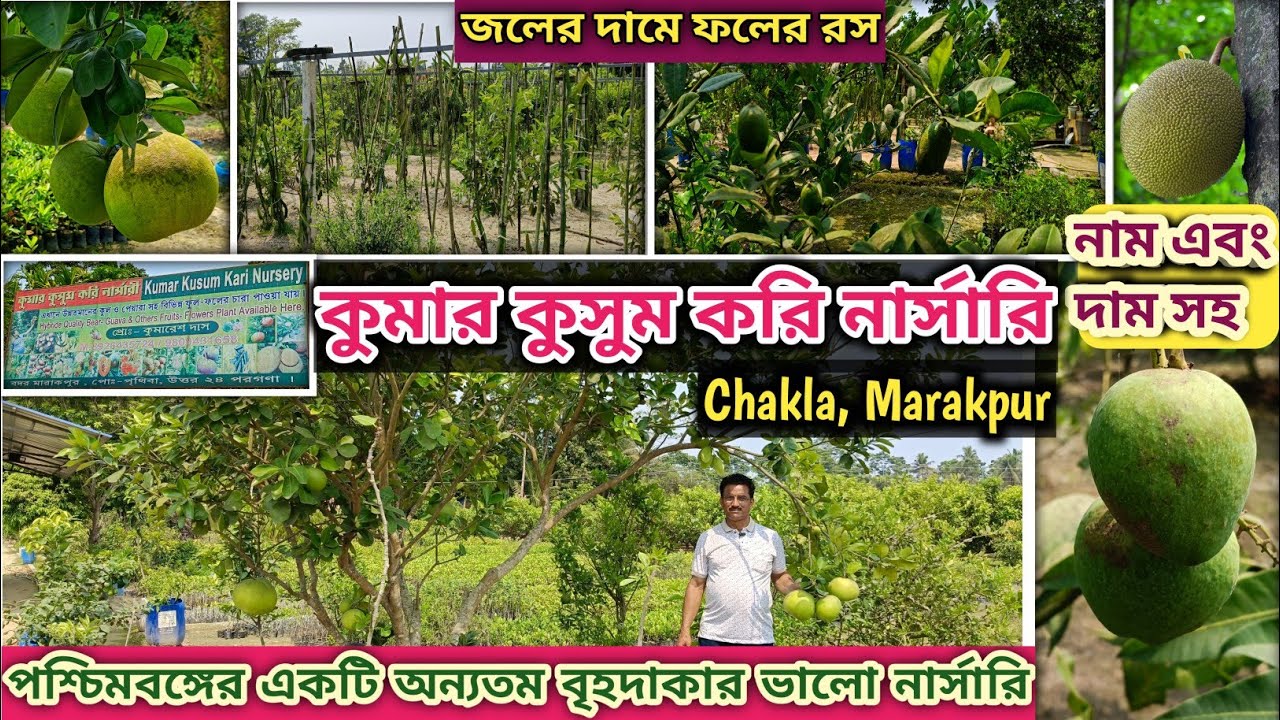 একদম জলের দামে গাছের সেরা নার্সারি Kumar Kusum Kari Nursery, Badarhat  Chakla. @NATUREEXPLORER2020