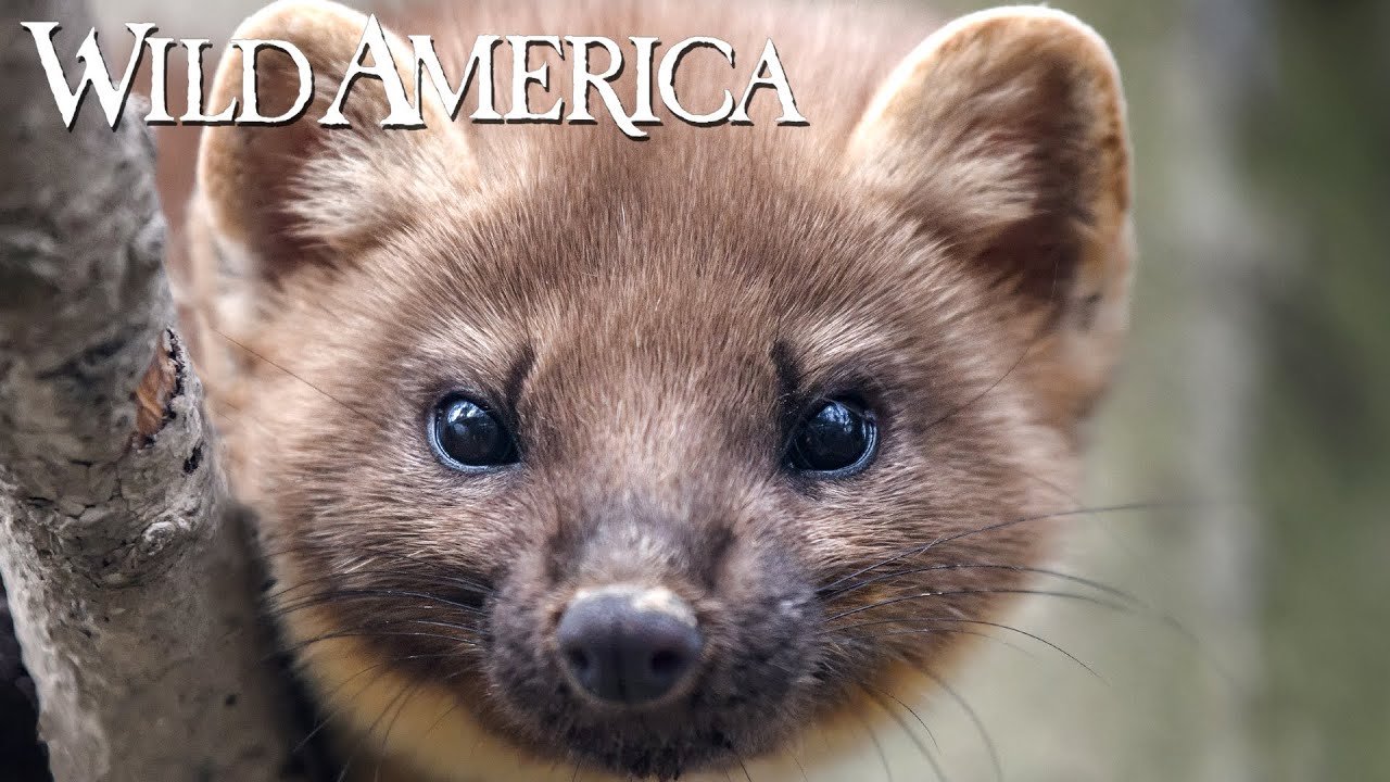 Wild America | S7 E3 Meet the Marten | Full Episode HD
