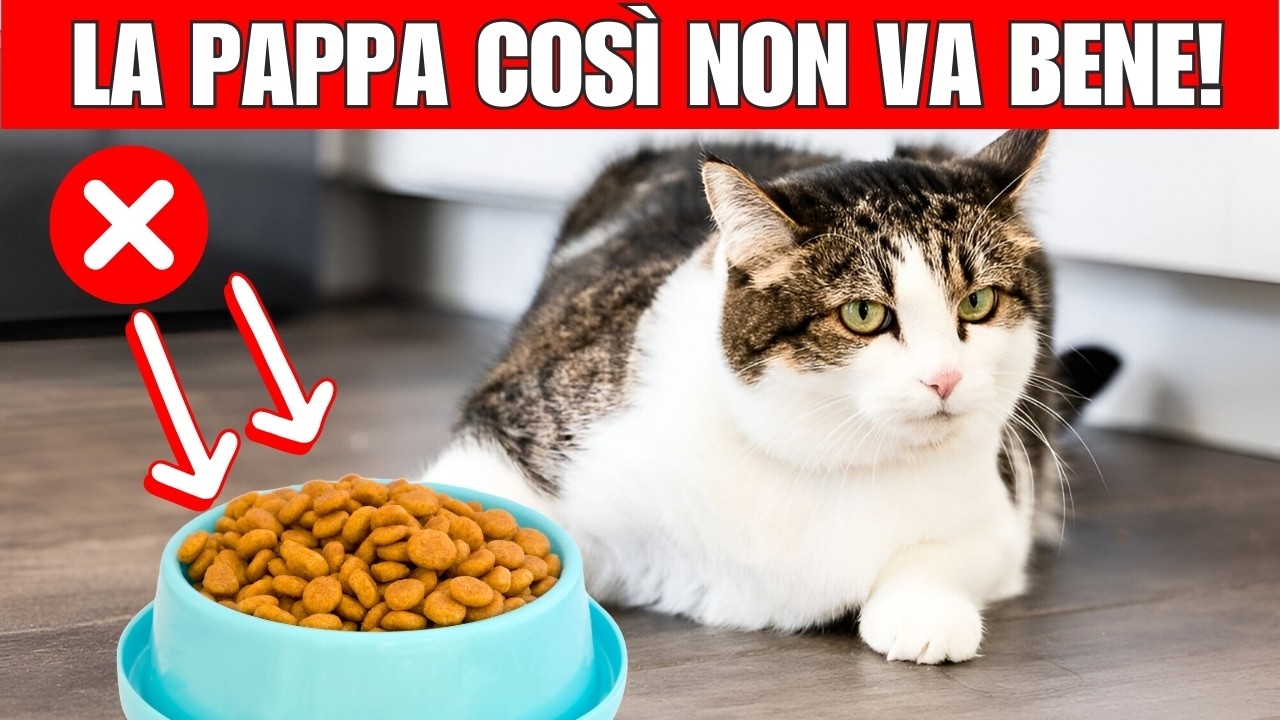 12 ERRORI che fai quando dai la PAPPA al tuo gatto | Fai attenzione!