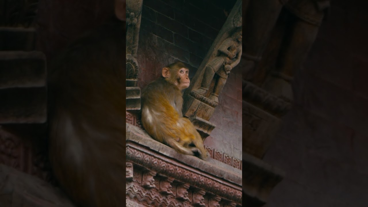 Nepal: The spiritual heart of intrepid travel #travellocal #nepal #asia