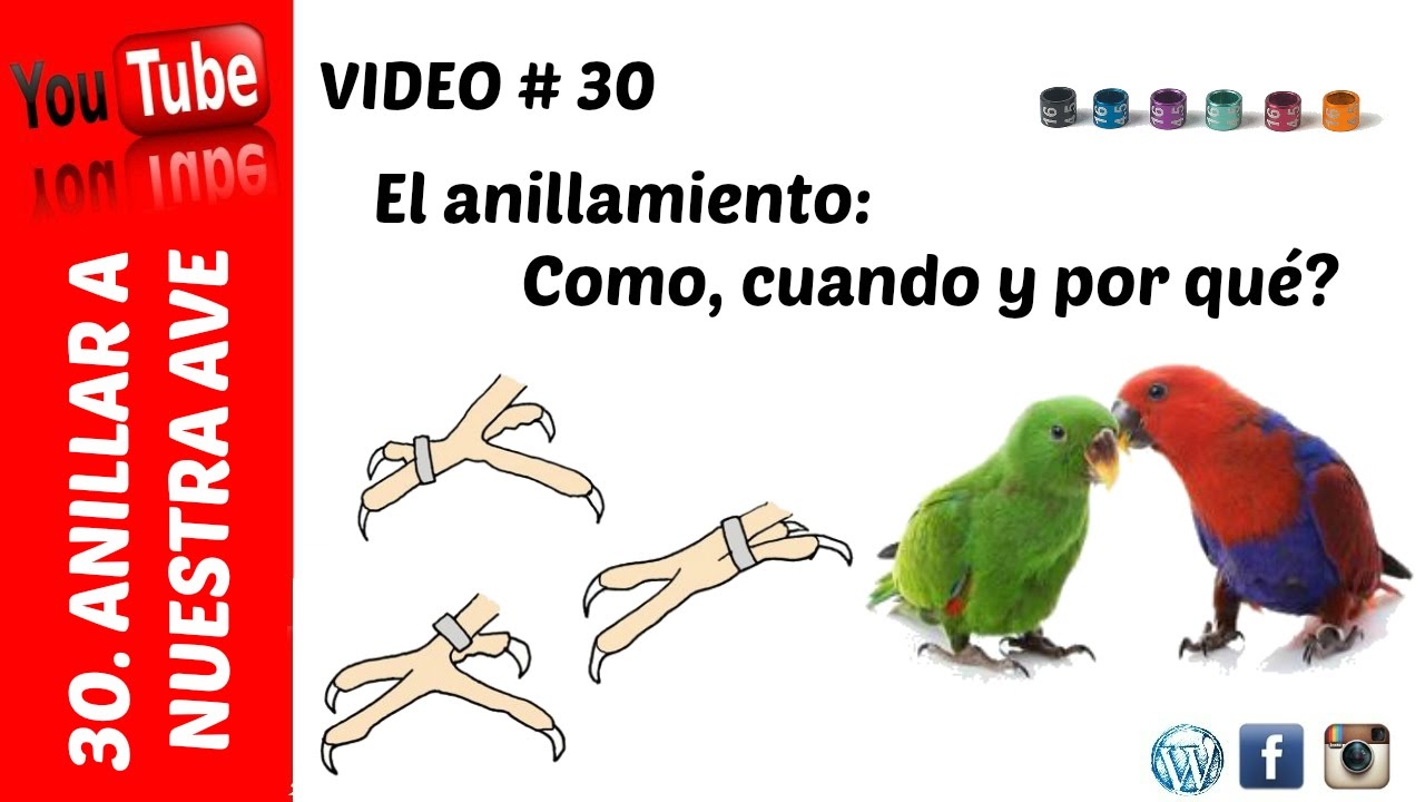 Como anillar a nuestro pajaro