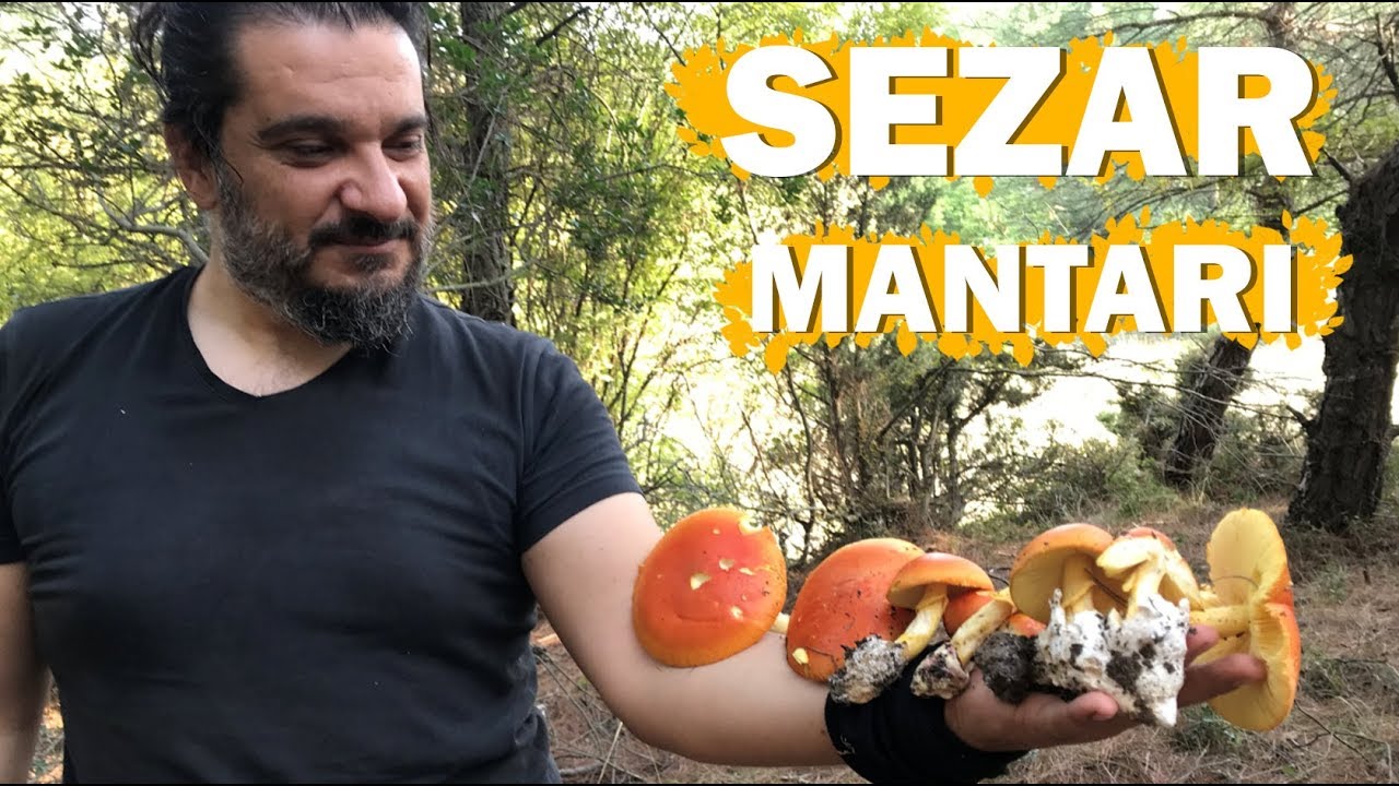 Sezar Mantarı (Amanita caesarea )