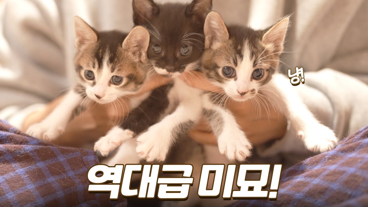 역대급으로 귀여운 아기 고양이들 때문에 심장이 아파요...