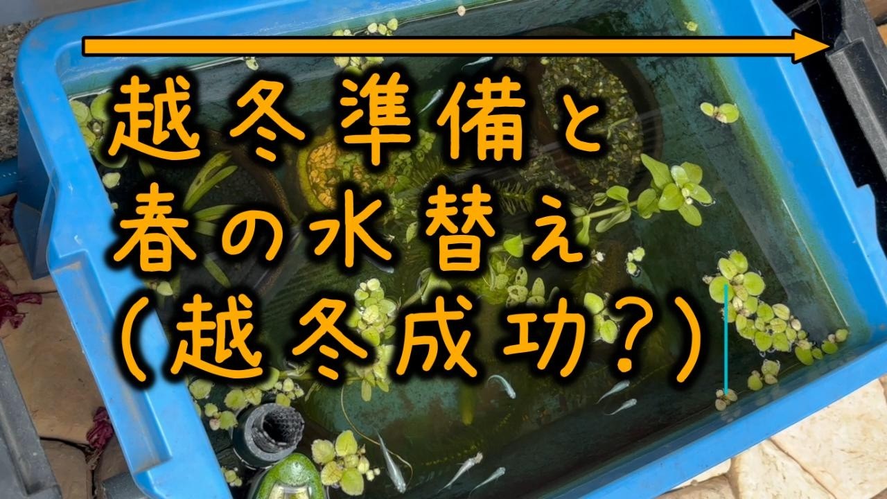 メダカの越冬準備