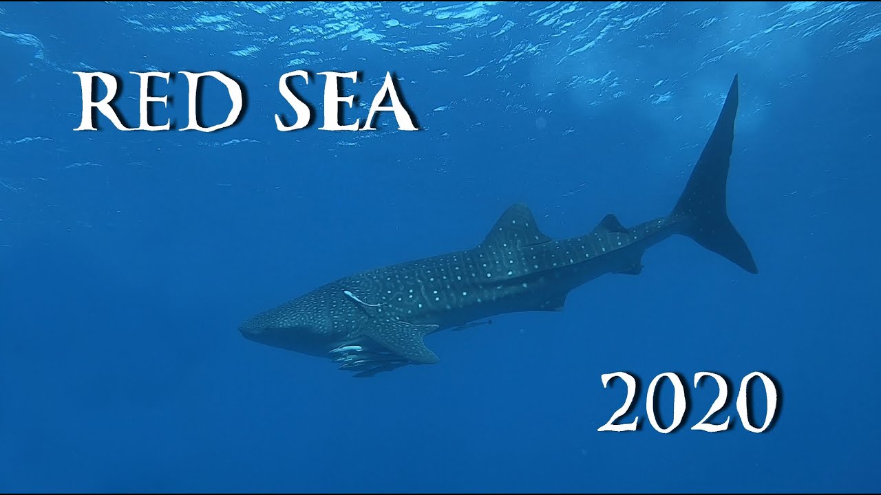 Red Sea Scuba Diving Safari 2020 Whale Shark 4K UHD ||| Safari nurkowe Egipt Rekin Wielorybi
