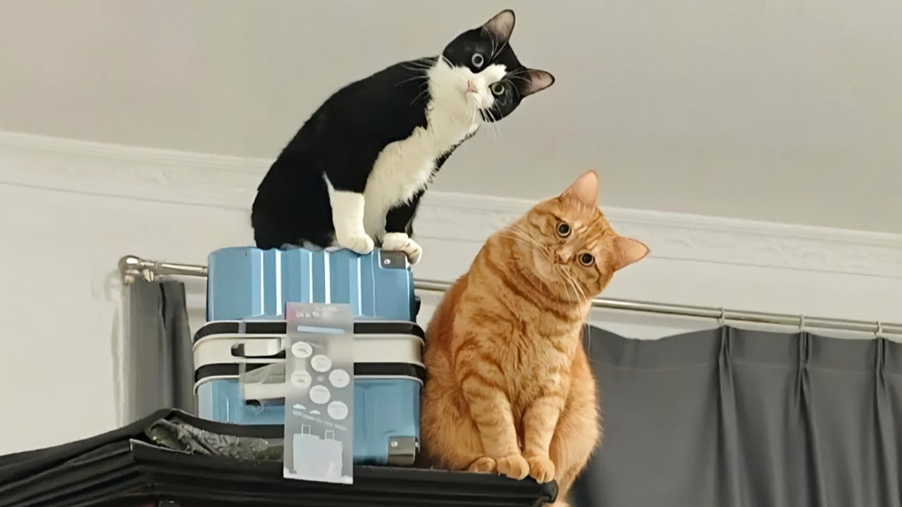 You Laugh, You Lose! 🤣 Funny Cat Videos 2025 😹 Part 37