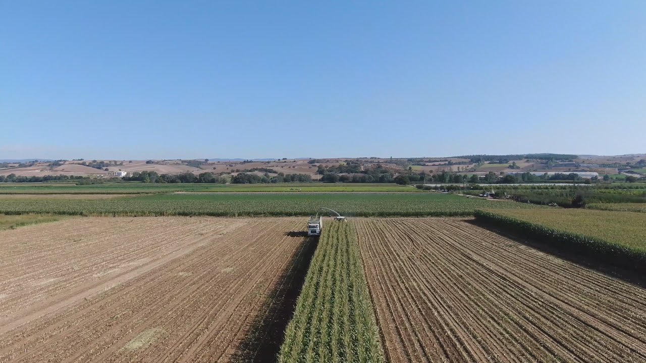 6) Silajlık Mısır hasatı, Dekara 10.400 kg verim