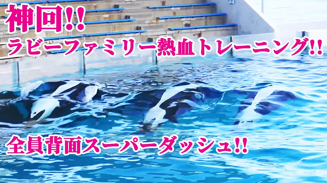 鴨シーシャチチームの日々の努力に感謝!! 鴨川シーワールド シャチトレーニング KamogawaSeaWorld  orca killerwhale