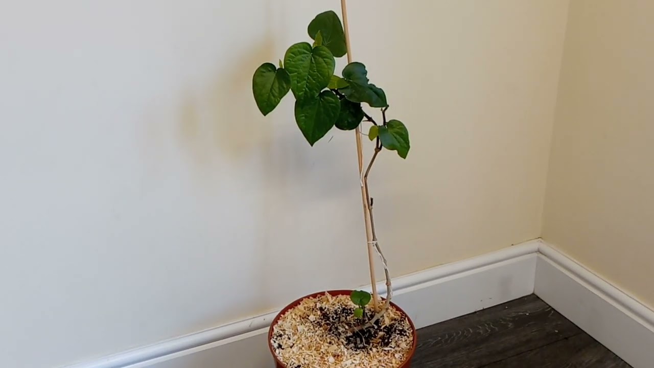 Betel leaf plant (pan) growing indoors in England