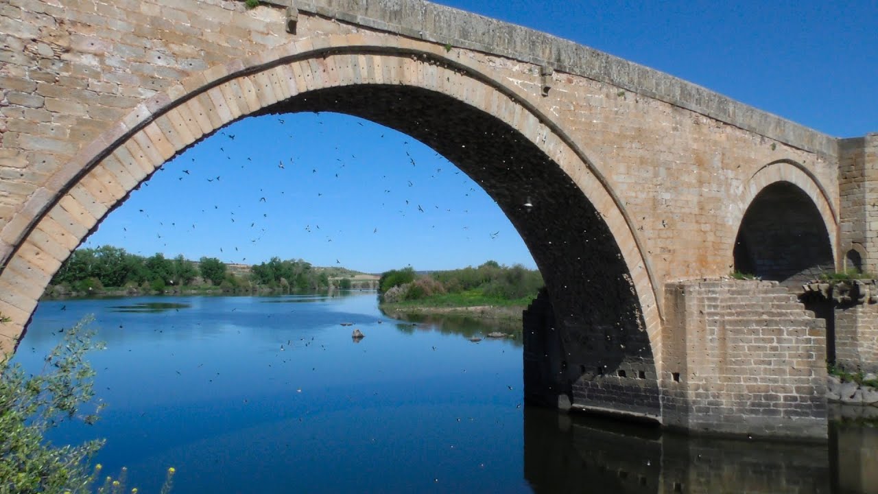 The cities of the Common House Martin, Delichon urbicum