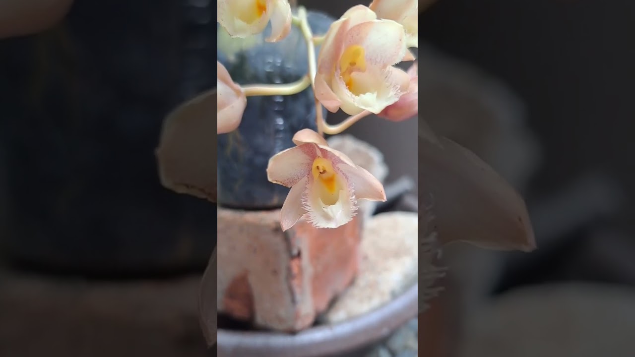 妖精蘭 Mormodes #orchid #蘭花 #植物