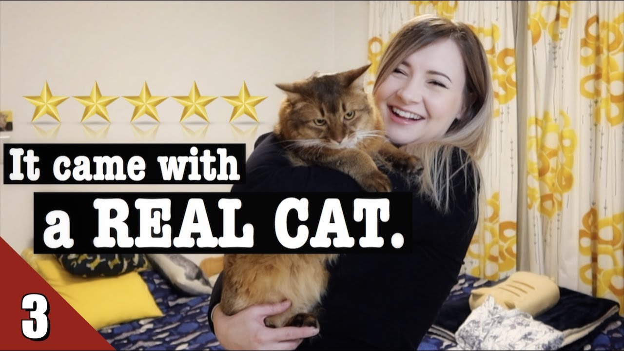 Our Tokyo AirBnB Came With a Cat 🐈 Japanese AirBnb Room Tour