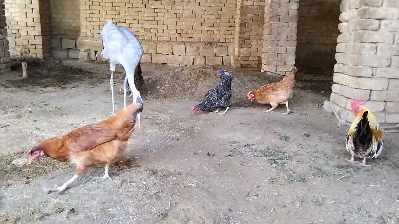 Crane and Hens Eating Together || Peaceful Village Farm Feeding Scene 