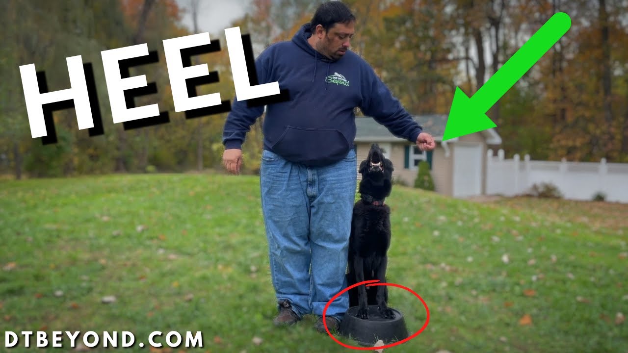 How To Train Your Dog To Spin And Heel On The Touch Pad