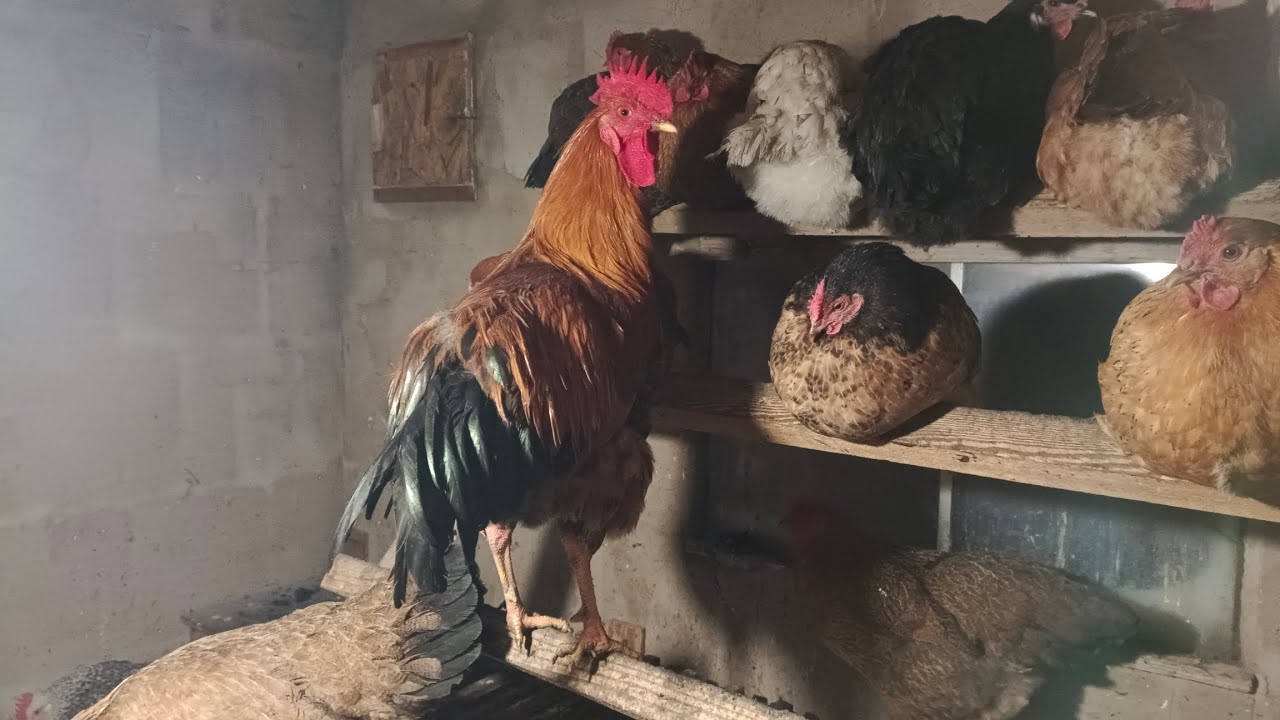 Бір аптадағы біздің көрсеткіш. Аллаға шүкір жұмыртқа бар 🥚Енді әрі қарай жылжимыз) #рек #куры #яйцо