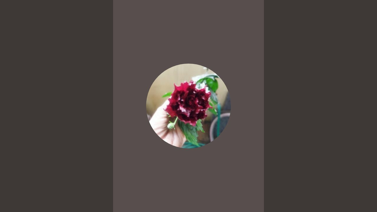 Chinni1234 is live!