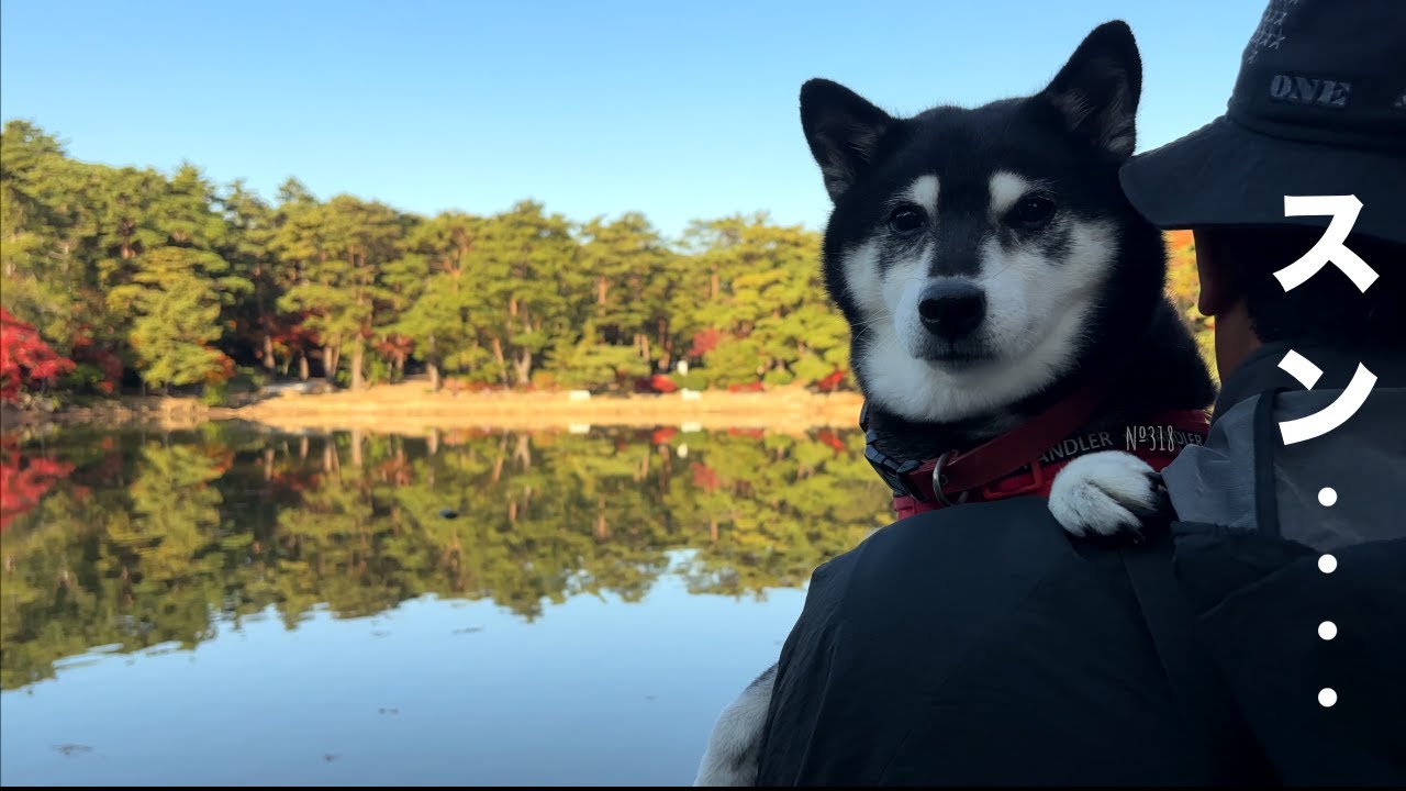 終始テンション高めな柴犬にカメラを向けるとこうなります（№318）