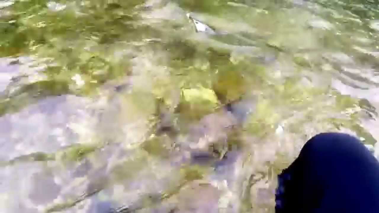 Click and Fish - Session 2 : De belles truites Fario aux leurres
