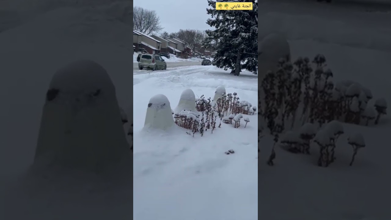 أجمل اطلاله 🥶🌨️🌨️