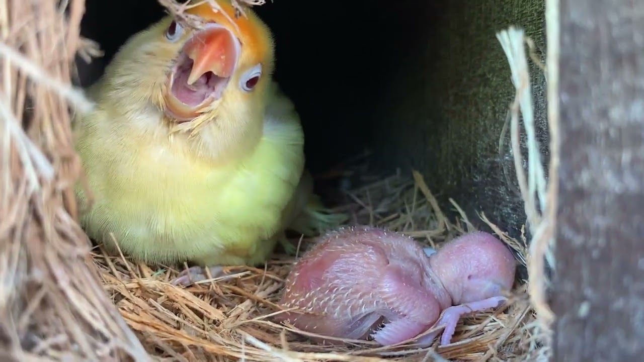 PANEN LOVEBIRD TUNGGAL MATA JIN