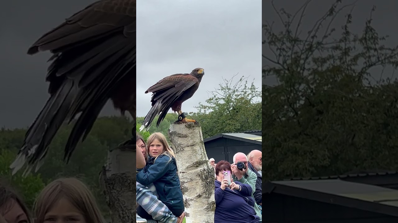 Halc&oacute;n harris