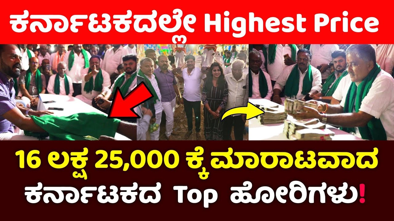 ಕರ್ನಾಟಕದಲ್ಲೇ Highest Price 16 ಲಕ್ಷ 25,000 ಕ್ಕೆ ಮಾರಾಟವಾದ ಕರ್ನಾಟಕದ Top ಹಳ್ಳಿಕಾರ್ ಹೋರಿಗಳು Highest Price