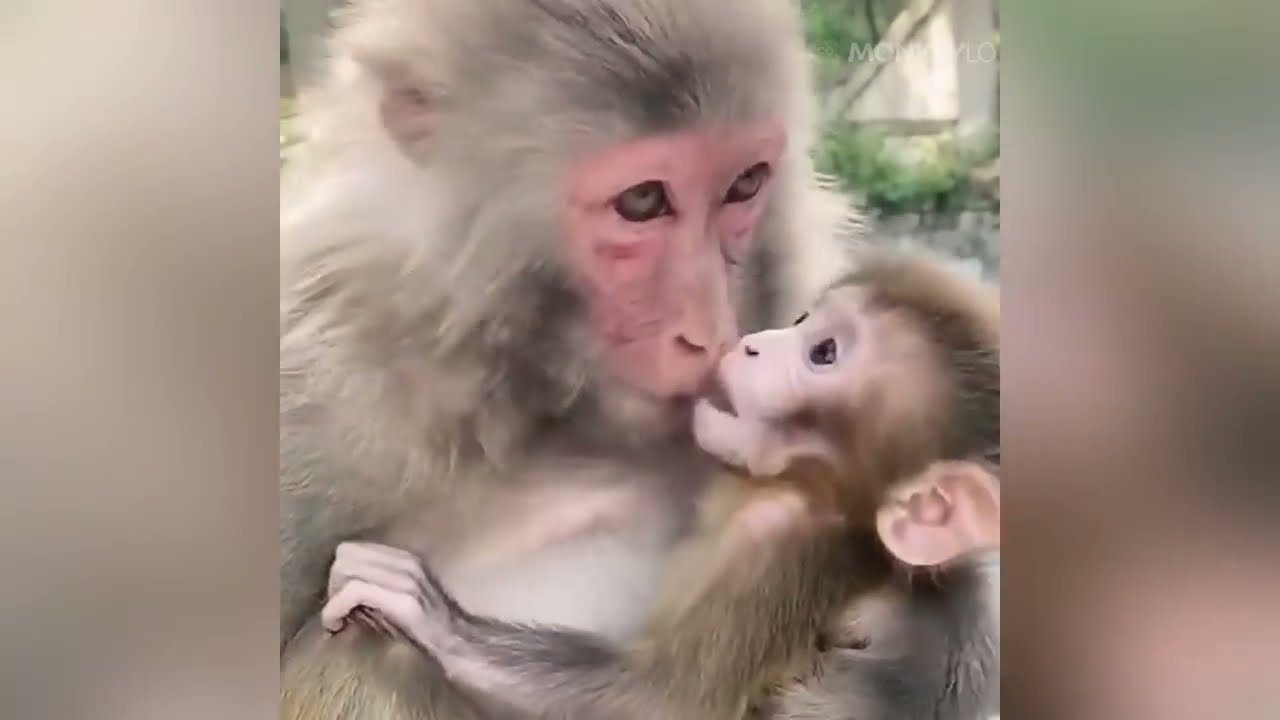 Are ALL the baby MONKEYS treated equally? Do they ALL have BABIES? | You won't believe this! 😭