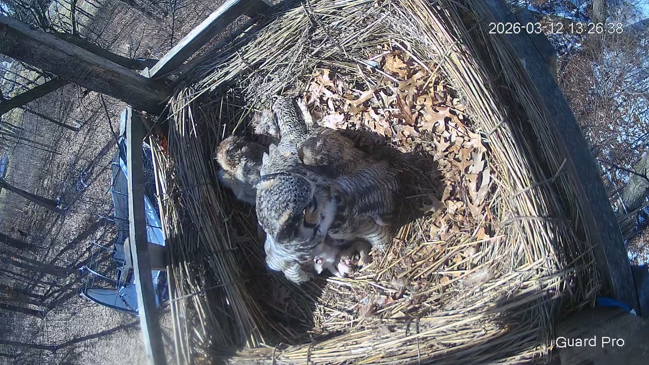 Great Horned Owl Nest 2026 #22