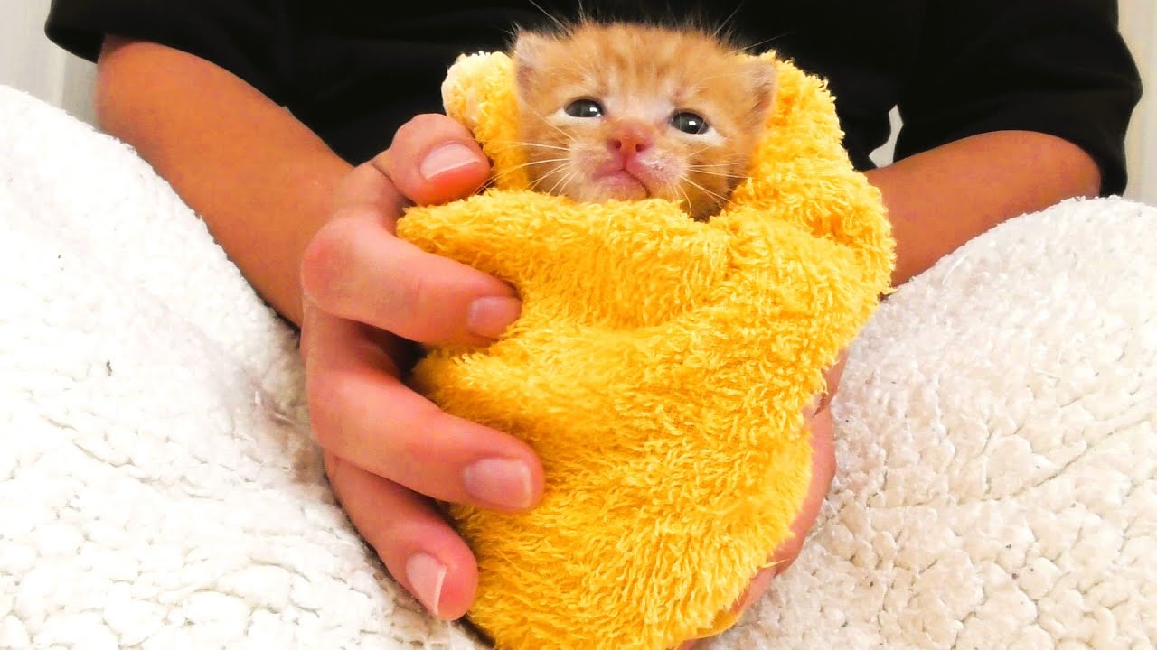 【生後１７日】グルーミングができるようになってきたかわいい子猫