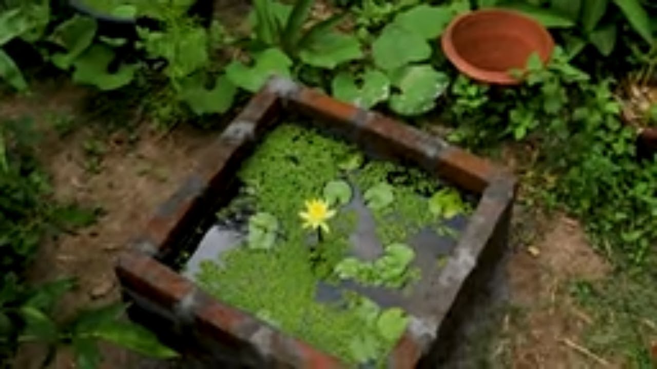 Aquarium build I Fish I Lotus I Flower I Aquarium I waterlily I floating plants I 4k