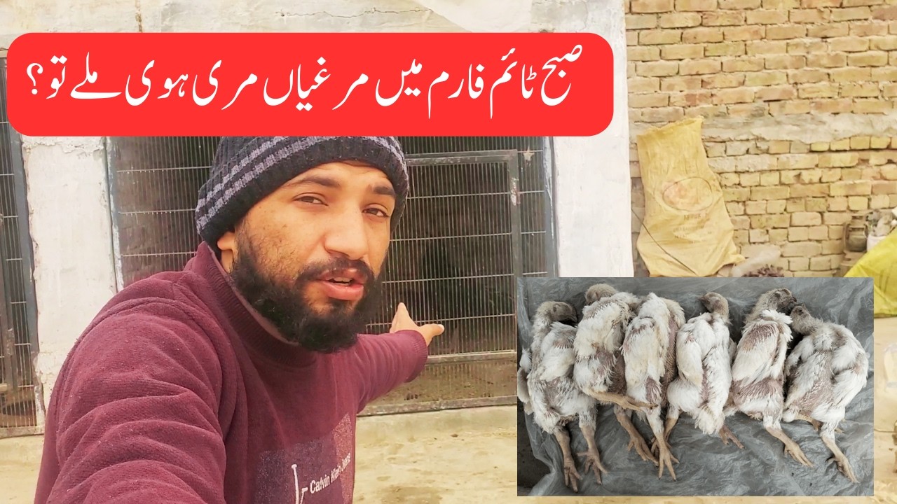 Mosam Badalte Hi Ye 5 Ghaltiyan Poultry Farmers Kar Jate Hain