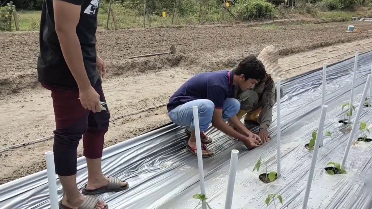 Belajar Asas Persediaan Kebun 1/10/2020..Belia Harapan.