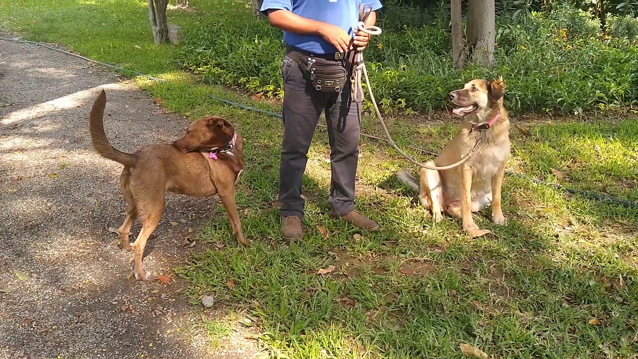 ¿Se puede entrenar a un perro sin raza?