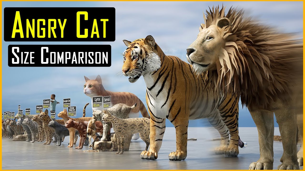 Angry Cat Size Comparison | Dangerous Cats 3d Size