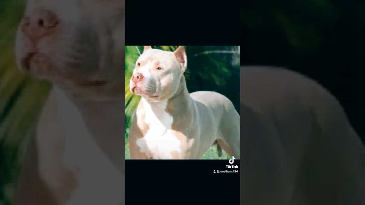 papi yo no estoy s&oacute;lo pitbull