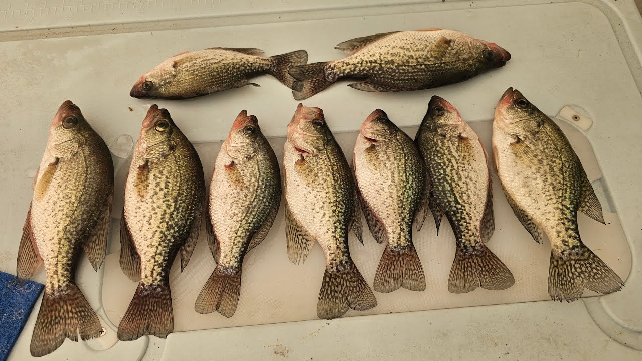 Night Fishing at Shearon Harris Lake