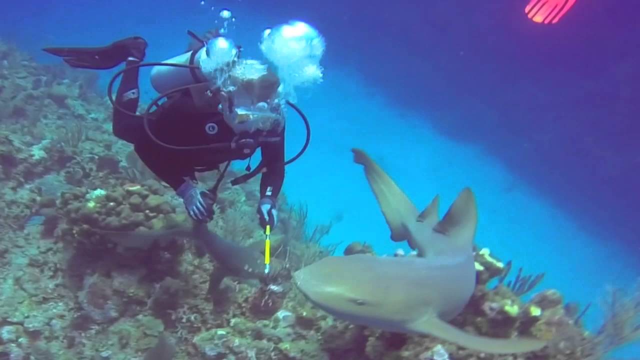 Spearing Lionfish in Belize and feeding them to the Sharks