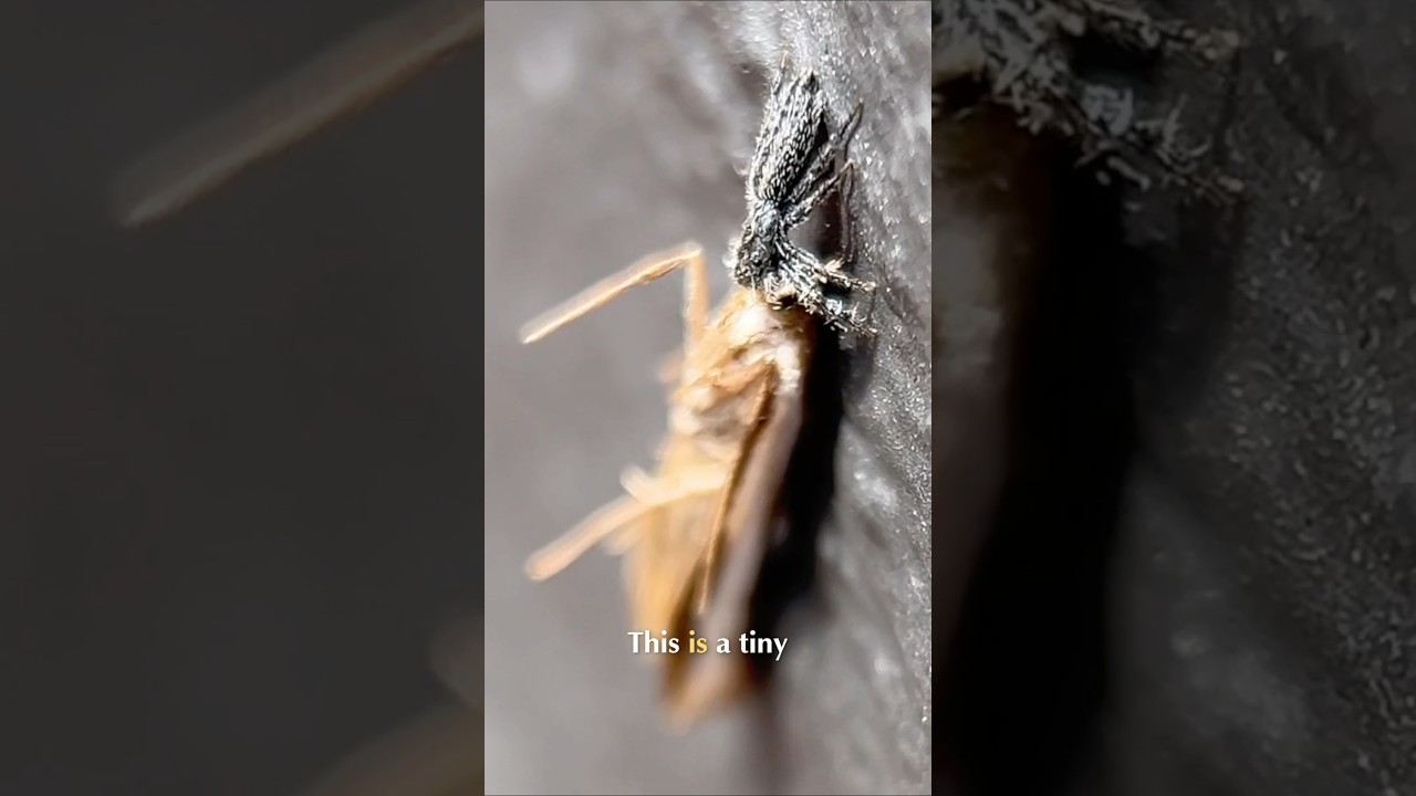 Новозеландский паук-скакун нападает на огромную бабочку! 