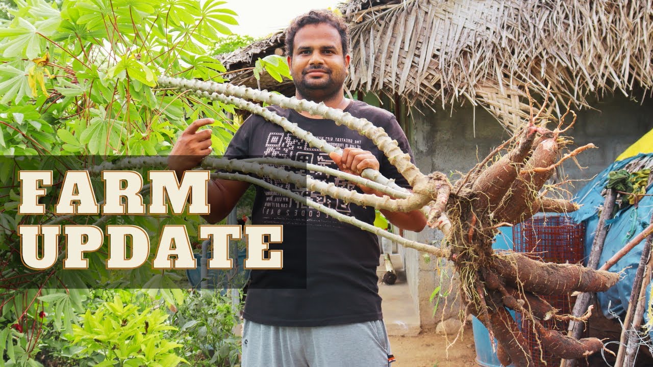 4 in 1 update from our small #farm.