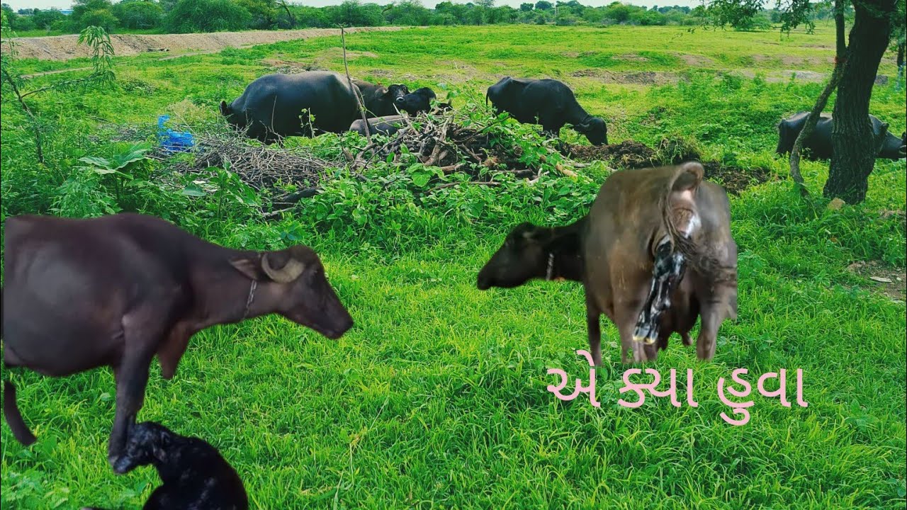 આજ આપણી ભેસોને છોડી સારવા માટે તો વરૂણભાઇને માથે બેચ માટે બેઠા ત્યાં  પસાડી દીધા