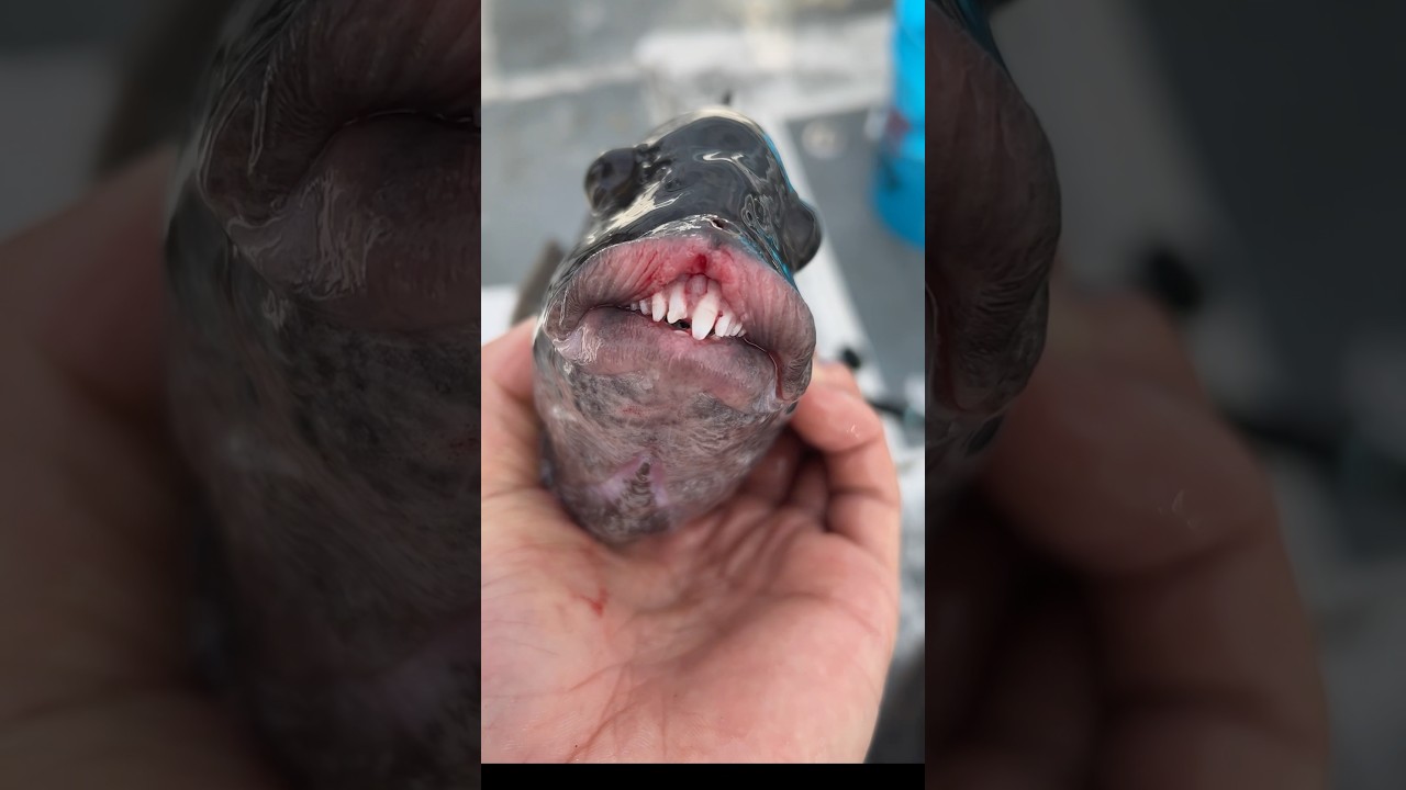 This Fish has Human Teeth 