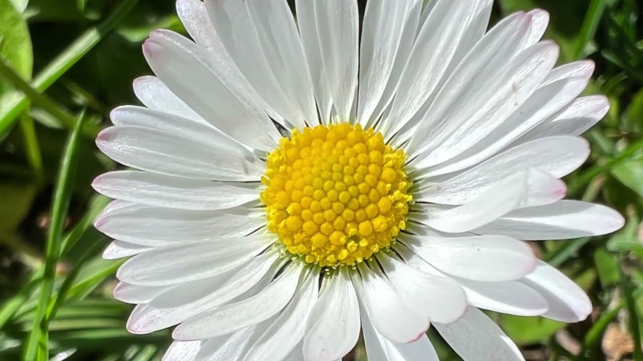 G&auml;nsebl&uuml;mchen